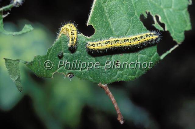 pieris brassicae chenilles.JPG - Pieris brassicaeDeux chenilles de Piéride du chouLarge White butterfly caterpillarLepidoptera, Pieridae + une chenile de GeometridaeFrance